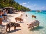 découvrez comment les prix influencent votre visite à l'île aux cochons aux bahamas et préparez au mieux votre voyage pour profiter pleinement de cette expérience unique.
